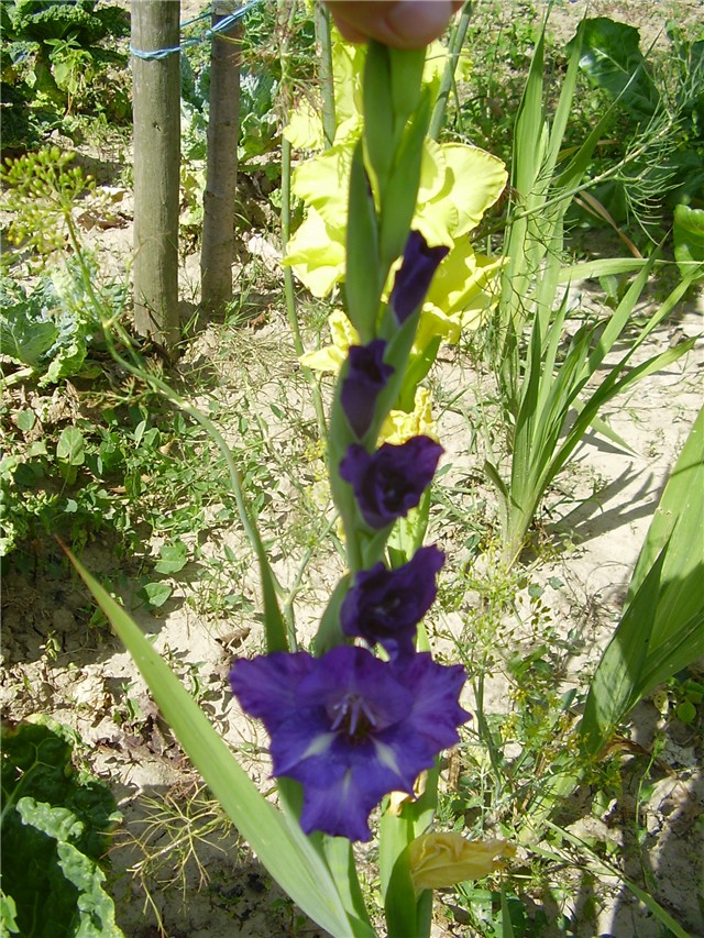 ljubičasta gladiola